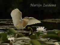 Ralreiger [Ardeola ralloides]